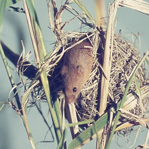 Micromys minutus - Harvest Mouse - sat on straw