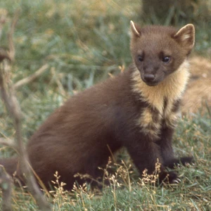 Martes martes - Pine Martin - sat on foliage
