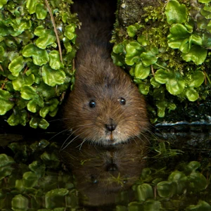 Arvicola amphibius - Water Vole - peeking out of vegetation